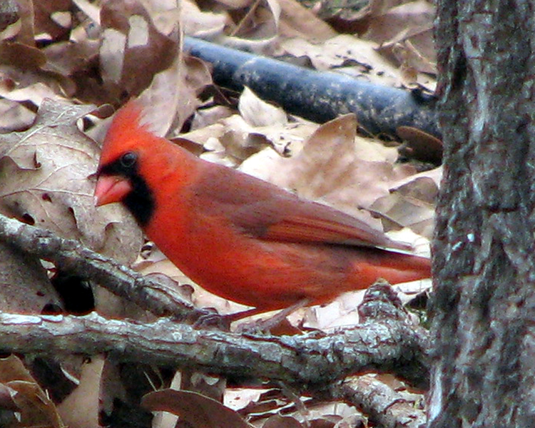 Northern Cardinal [Cardinalis cardinalis] photographed at Lake Fork Alba, Texa