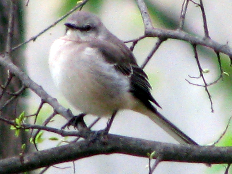 Northern Mockingbird [Mimus polyglottos] photographed at Lake Fork Alba, Texas