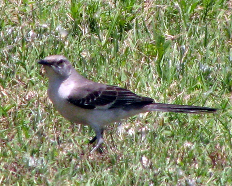 Northern Mockingbird [Mimus polyglottos] photographed at Lake Fork Alba, Texas on Jun 8, 2009