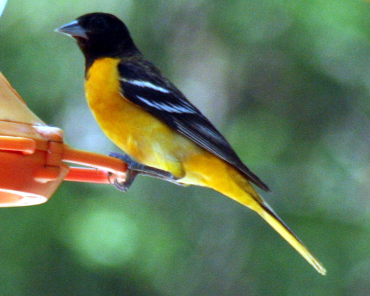 Orchard Oriole [Icterus spurius] photographed at Lake Fork Alba, Texas on May 13, 2009
