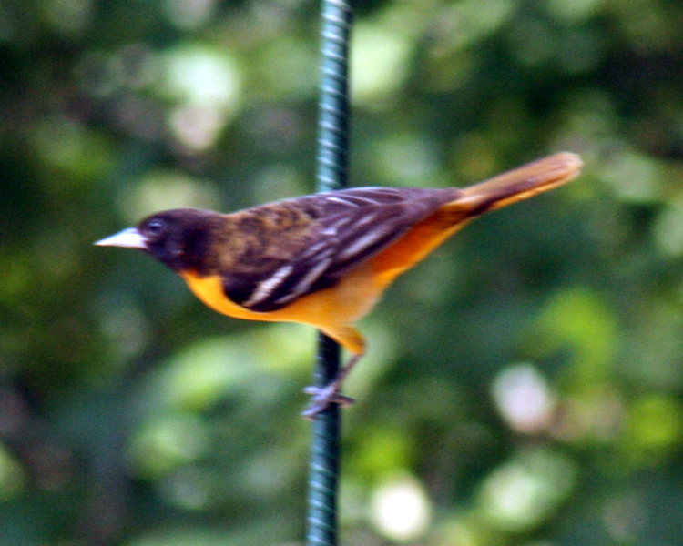 Orchard Oriole [Icterus spurius] photographed at Lake Fork Alba, Texas on May 13, 2009