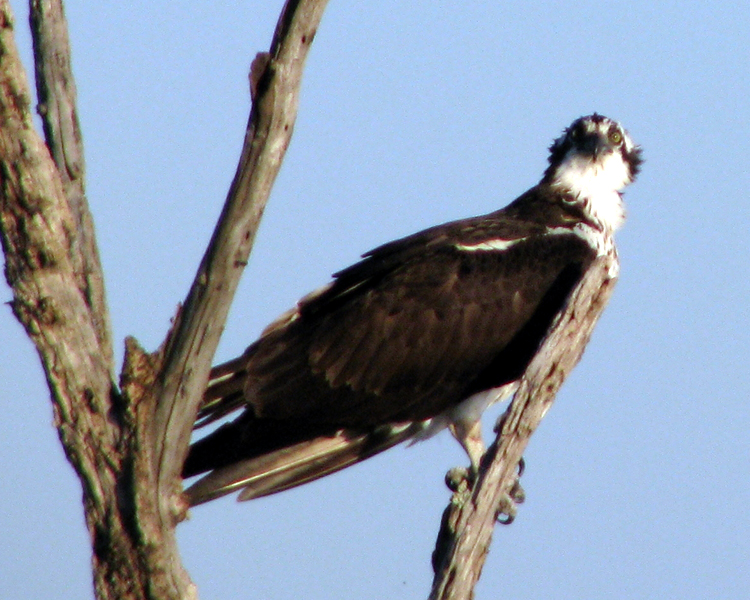 Osprey [Pandion haliaetus] photographed at Lake Fork Alba, Texas on Mar 29, 2009