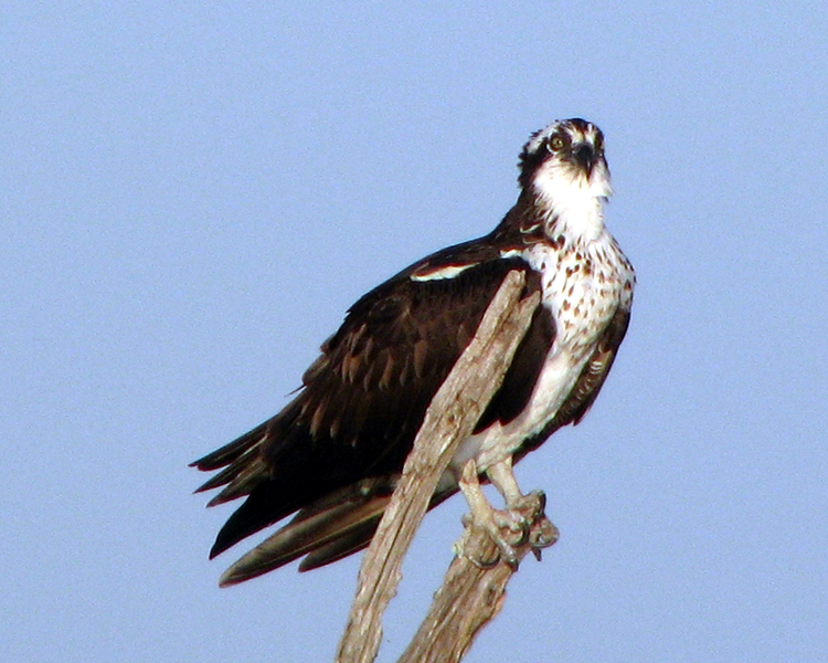Osprey [Pandion haliaetus] photographed at Lake Fork Alba, Texas on Mar 29, 2009