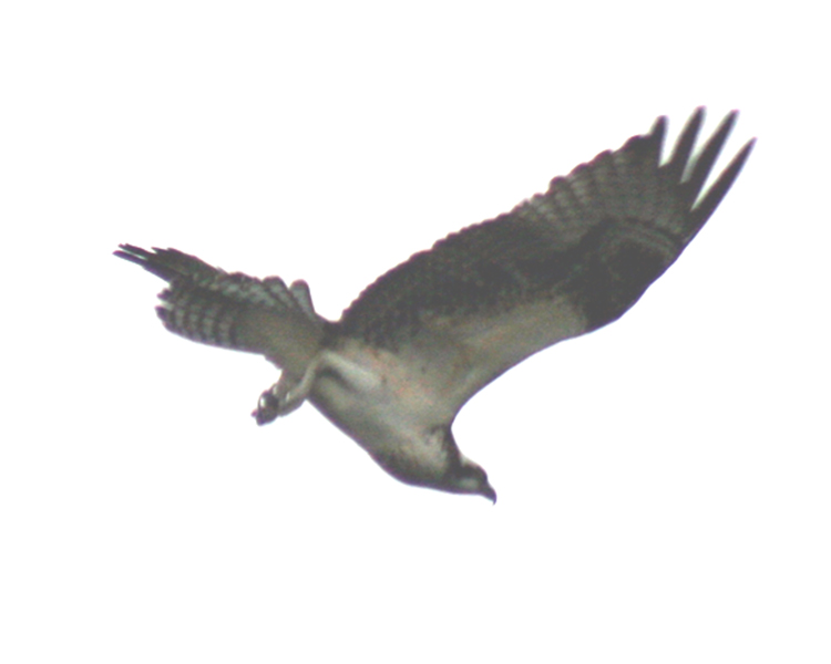 Osprey [Pandion haliaetus] photographed at Lake Fork Alba, Texas on Sep 23, 2007