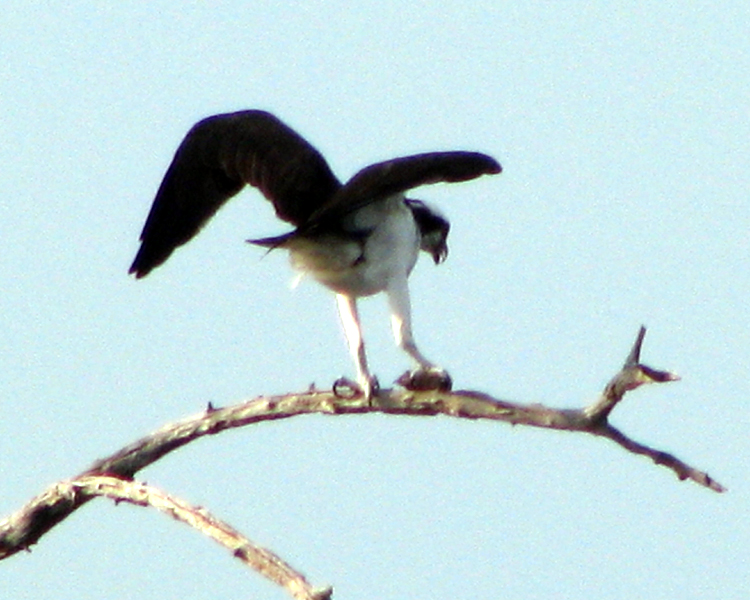 Osprey [Pandion haliaetus] photographed at Lake Fork Alba, Texas on Sep 4, 2009