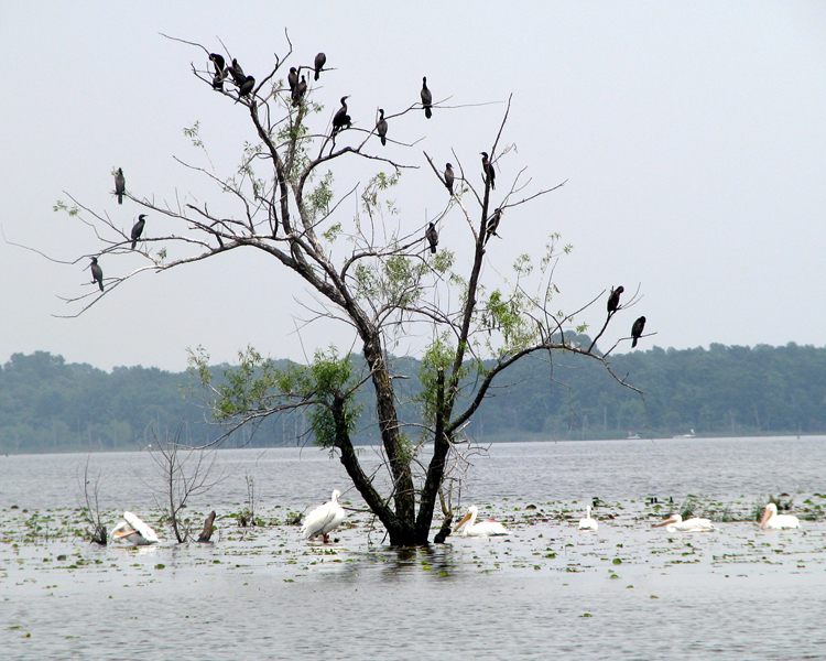 Pelicans and Cormorants photographed at Lake Fork Alba, Texas on May 10, 2009