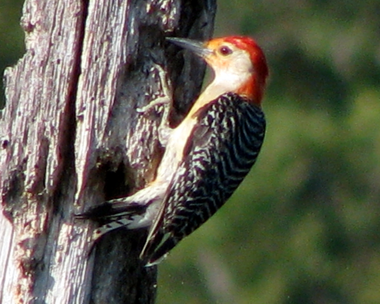 Red-bellied Woodpecker [Melanerpes carolinus] photographed at lake Fork Alba, Texas on Jun 27, 2009