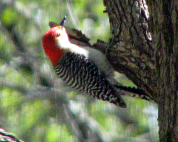 Red-bellied Woodpecker [Melanerpes carolinus] photographed at lake Fork Alba, Texas on Apr 29, 2009