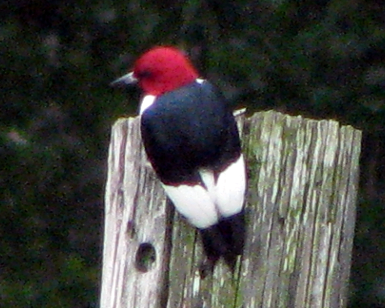 Red-headed Woodpecker [Melanerpes erythrocephalus] photographed at Camp Tyler Tyler, Texas on May 2, 2009