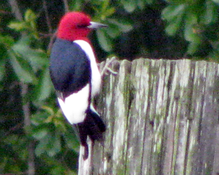 Red-headed Woodpecker [Melanerpes erythrocephalus] photographed at Camp Tyler Tyler, Texas on May 2, 2009
