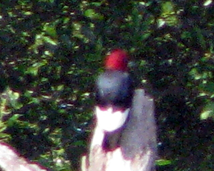 Red-headed Woodpecker [Melanerpes erythrocephalus] photographed at Lake Fork Alba, Texas on Jun 18, 2009