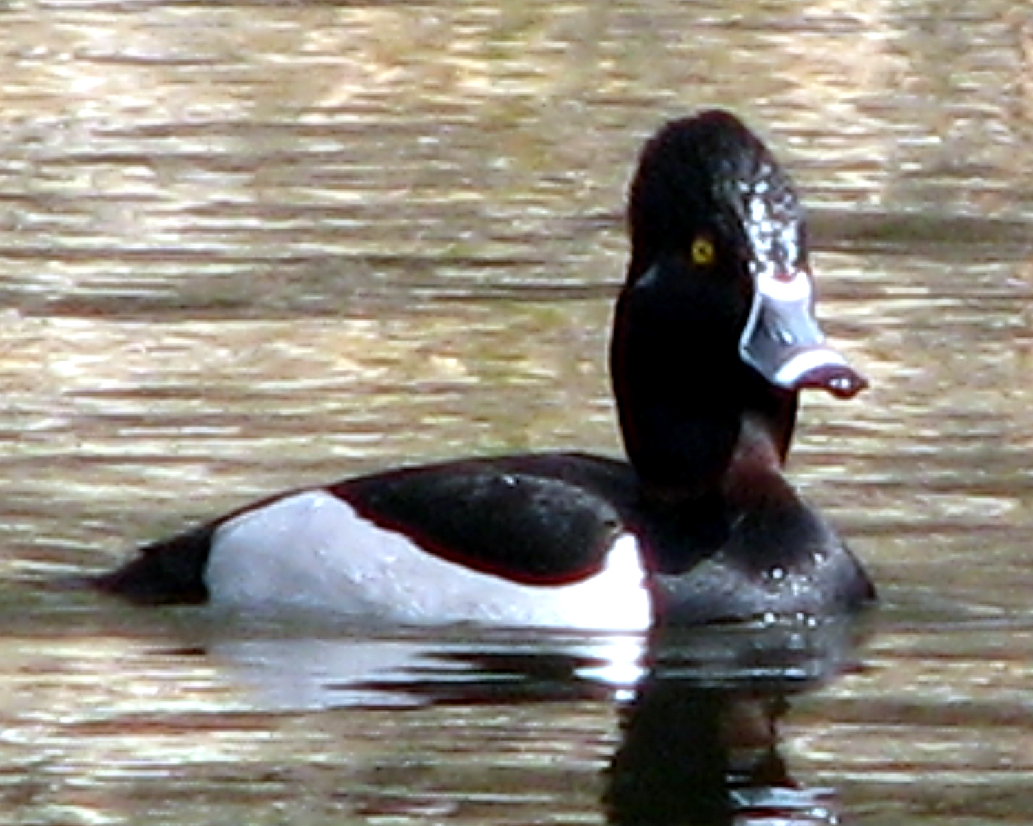 Ring-necked Duck [Aythya collaris] photographed at Lake Fork Alba, Texas