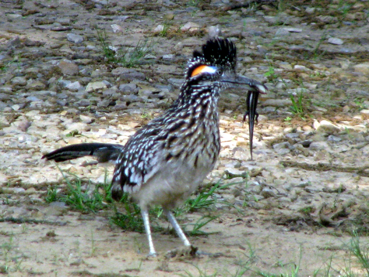 Roadrunner [Geococcyx californianus] photographed at Lake Fork Alba, Texas on May 10, 2009