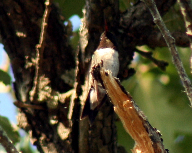 Ruby-throat Hummingbird [Archilochus colubris] photographed at Lake Fork Alba, Texas on Jun 23, 2009
