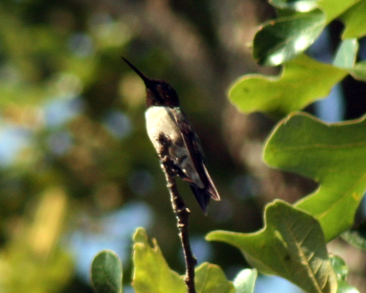 Ruby-throat Hummingbird [Archilochus colubris] photographed at Lake Fork Alba, Texas on Jun 28, 2009