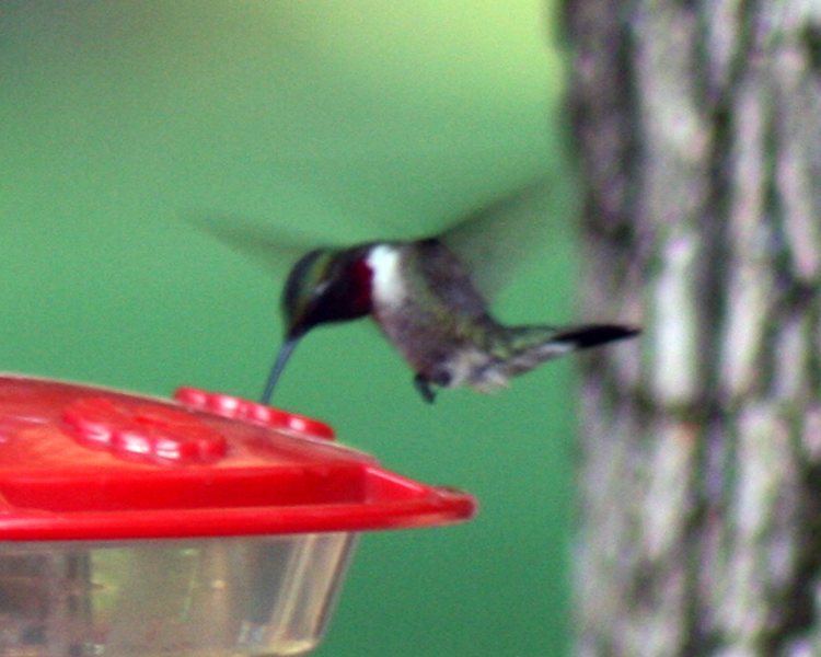 Ruby-throat Hummingbird [Archilochus colubris] photographed at Lake Fork Alba, Texas on Jun 2, 2009