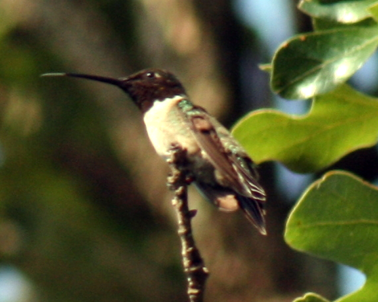 Ruby-throat Hummingbird [Archilochus colubris] photographed at Lake Fork Alba, Texas on Jun 26, 2009