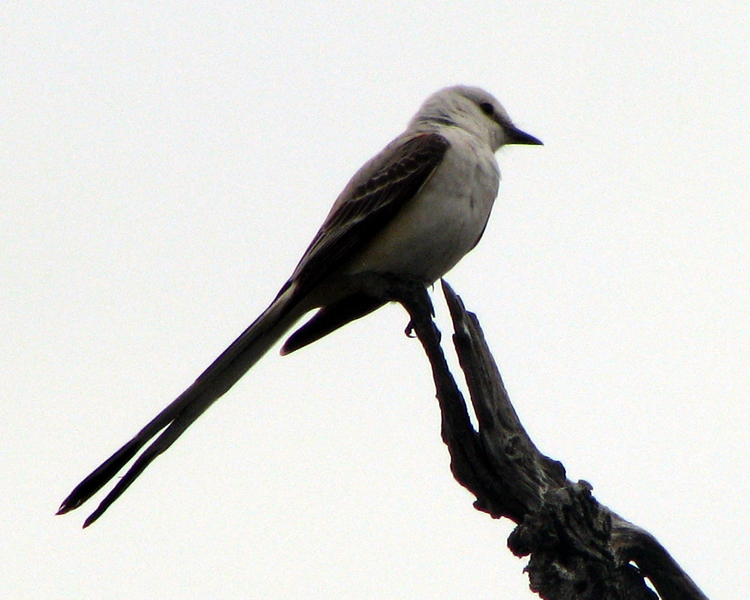 Scissor-tailed Flycatcher [Tyrannus forficatus] photographed at Lake Fork Alba, Texas on May 11, 2009