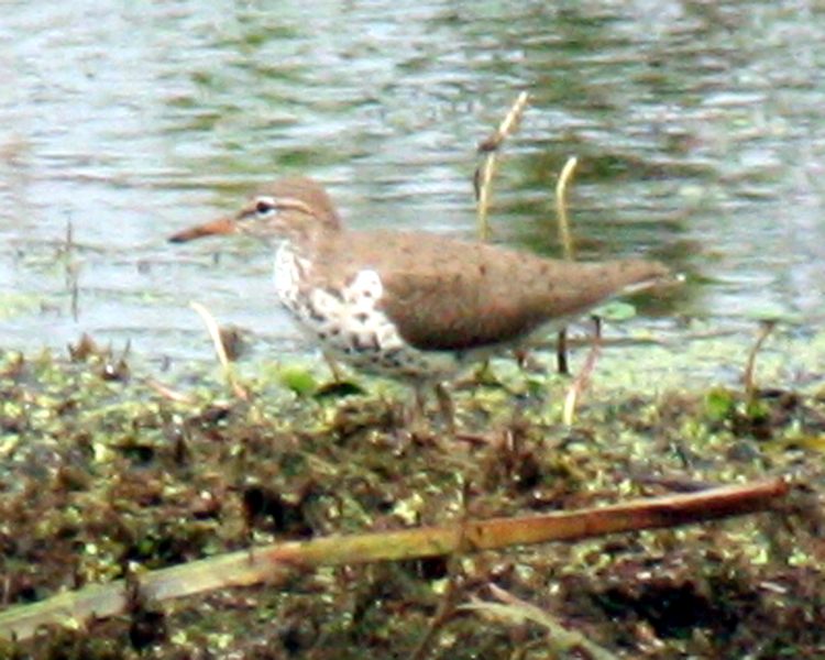 Spotted Sandpiper [Actitis macularia] photographed at Mineola Preserve Mineola, Texas on May 9, 2009