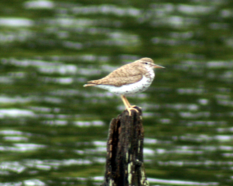 Spotted Sandpiper [Actitis macularia] photographed at Lake Fork Alba, Texas on Sep 15, 2009