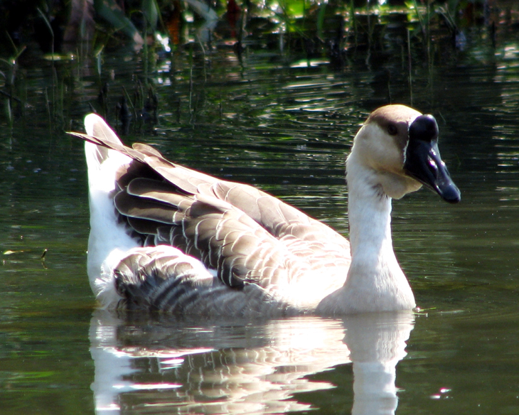 Swan Goose [Anser cygnoides] photographed at Lake Fork Alba, Texas on Aug 6, 2007