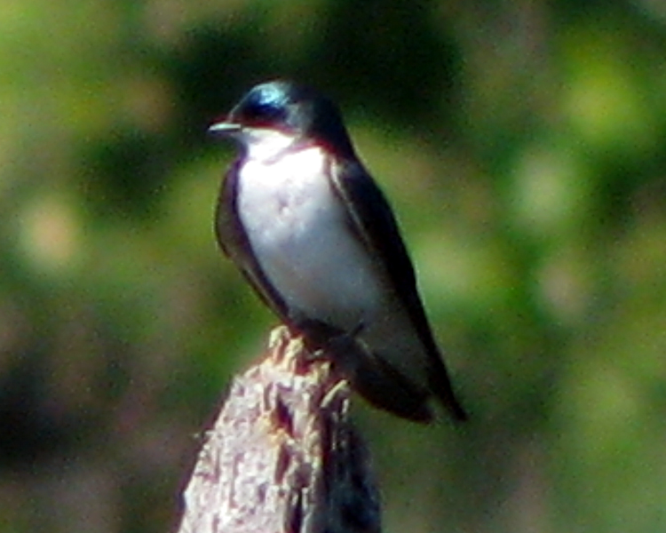 Tree Swallow [Tachycineta bicolor] photographed at Lake Fork Alba, Texas on May 21, 2009