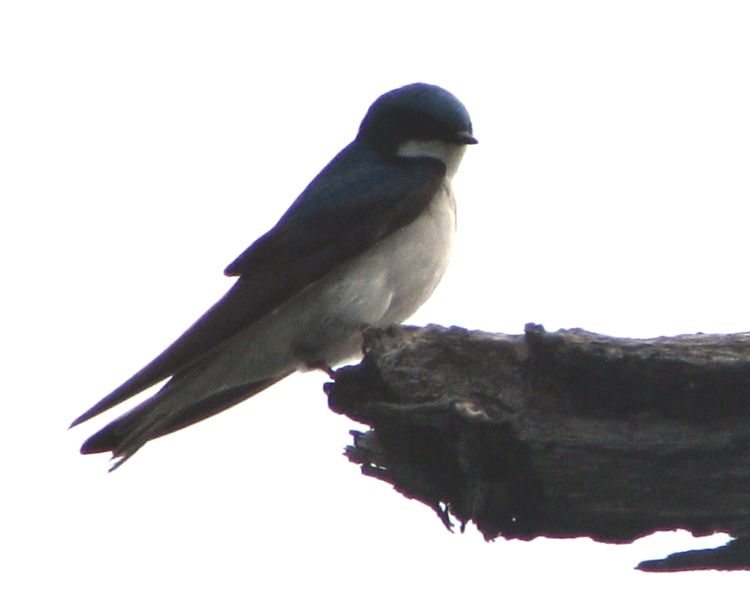 Tree Swallow [Tachycineta bicolor] photographed at Lake Fork Alba, Texas on May 10, 2009