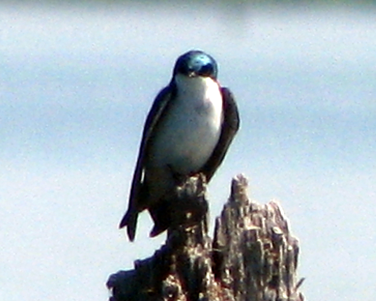 Tree Swallow [Tachycineta bicolor] photographed at Lake Fork Alba, Texas on May 21, 2007