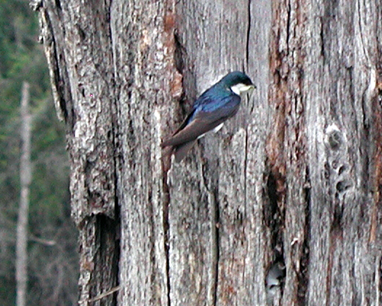 Tree Swallow [Tachycineta bicolor] photographed at Lake Fork Alba, Texas on May 25, 2007
