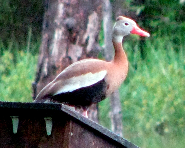 Black-bellied Whistling Duck [Dendrocygna autumnalis] photographed at Lake Fork Alba, Texas on May 3, 2009