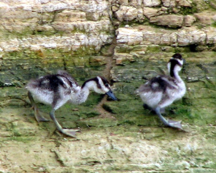Black-bellied Whistling Duck Ducklings [Dendrocygna autumnalis] photographed at Lake Fork Alba, Texas on Sep 5, 2009