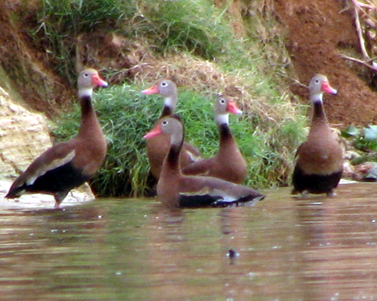 Black-bellied Whistling Duck [Dendrocygna autumnalis] photographed at Lake Fork Alba, Texas on Sep 5, 2009