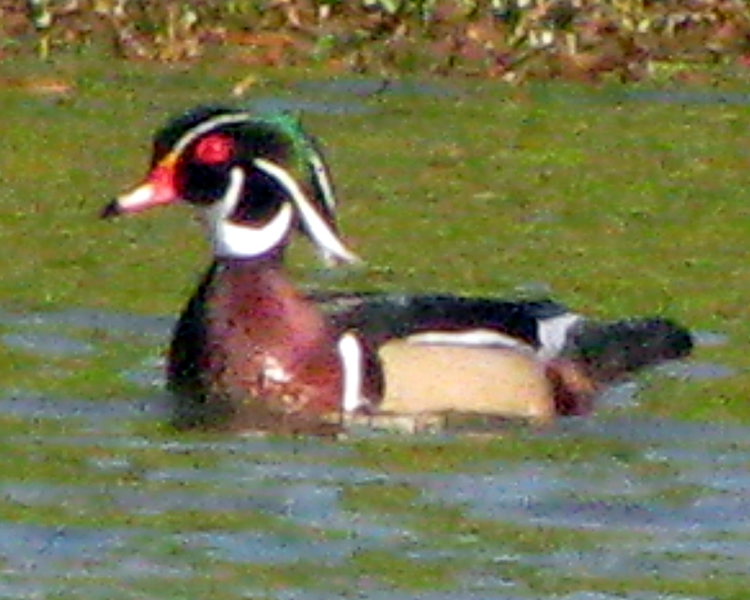 Wood Duck [Aix sponsa] photographed at Lake Fork Alba, Texas