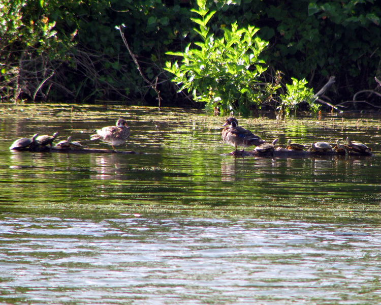Wood Duck [Aix sponsa] photographed at Lake Fork Alba, Texas on Jun 18, 2009