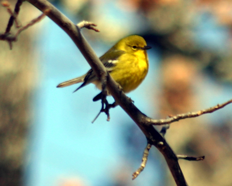 Yellow Warbler [Dendroica petechia] photographed at Lake Fork Alba, Texas on Feb 17, 2007