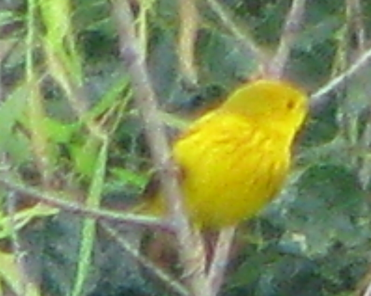 Yellow Warbler [Dendroica petechia] photographed at Camp Tyler Tyler, Texas  on May 10, 2009