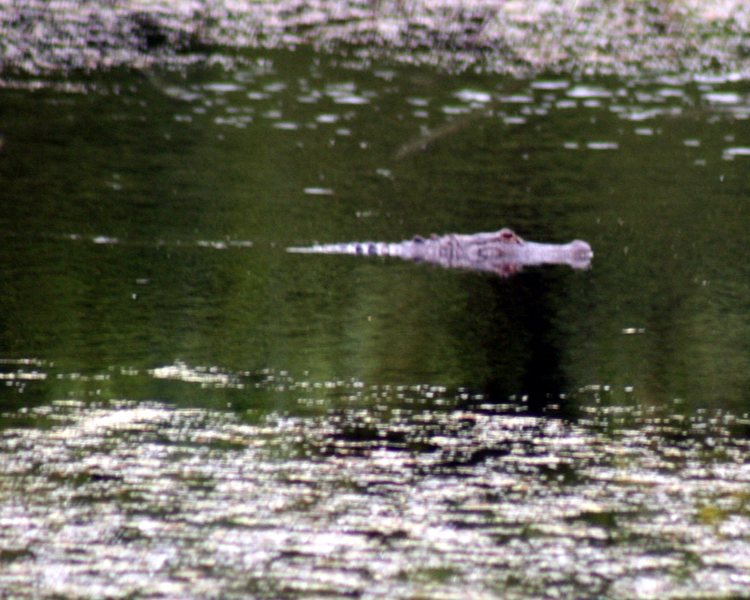 American Alligator [Alligator mississippiensis] photographed at Mineola Nature Preserve Mineola, Texas on Jun 13, 2009