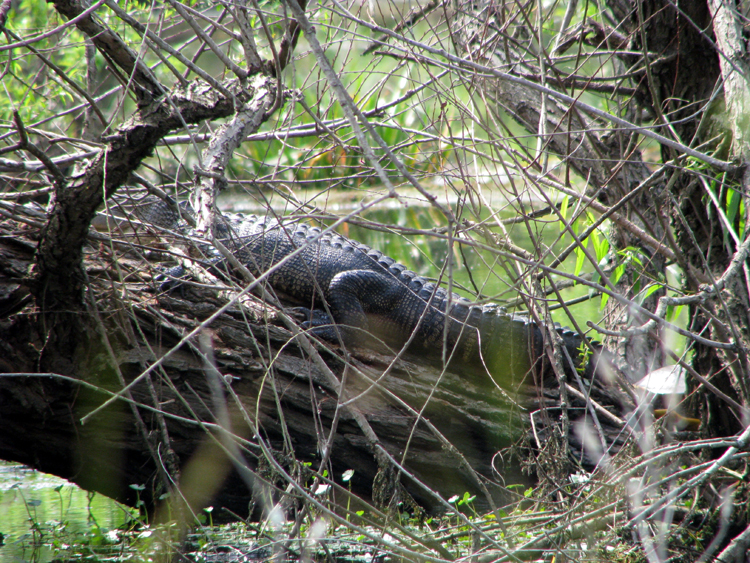 American Alligator [Alligator mississippiensis] photographed at Mineola Nature Preserve Mineola, Texas on May 9, 2009