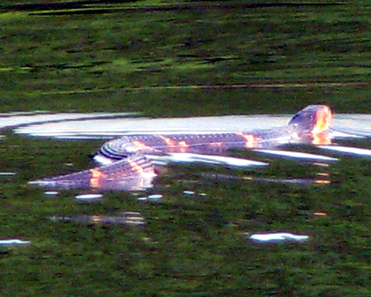 Broad-band Watersnake [Nerodia fasciata confluens] photographed at Lake Fork Alba, Texas on Jul 11, 2009