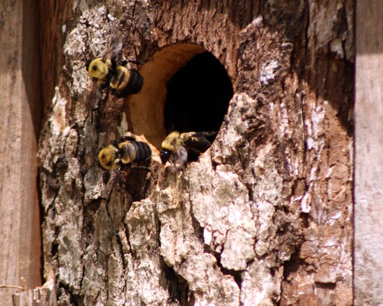 Bumblebee Nest in Bluebird Box [Bombus] photographed at Lake Fork Alba, Texas on Jul 10, 2009