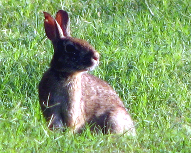 Eastern Cottontail Rabbit [Sylvilagus floridanus] photographed at Lake Fork Alba, Texas on Jul 11, 2009