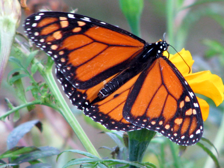 Monarch [Danaus plexippus] photograpghed at Lake Fork Alba, Texas on Nov 11, 2007