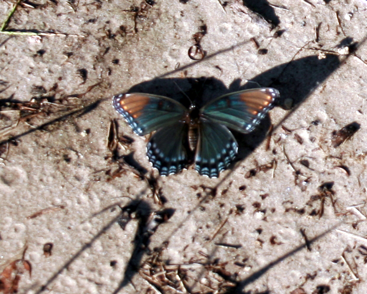 Red-spotted Purple Admiral [Limenitis arthemis] photographed at Lake Fork Alba, Texas on Sep 23, 2007