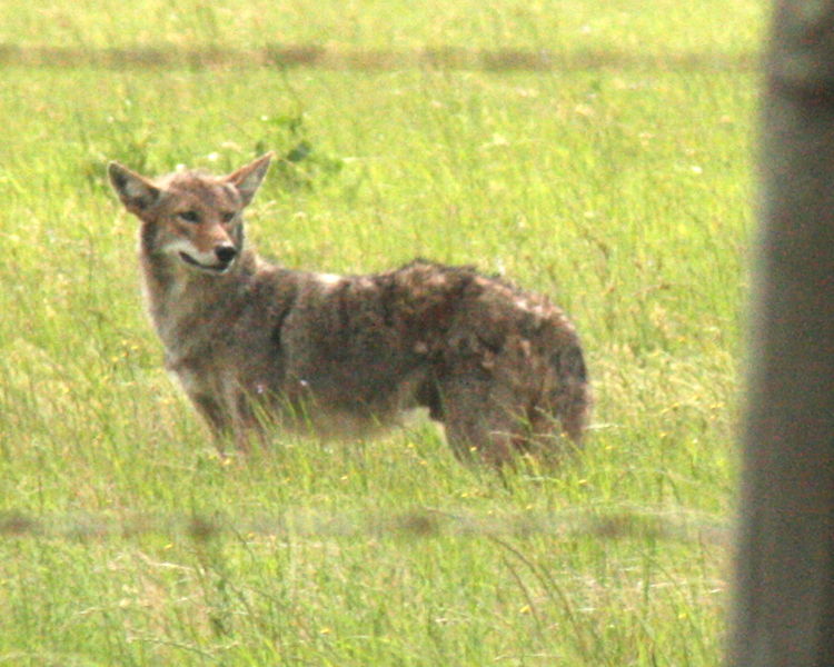 Coyote [Canis latran] photographed at Lake Tawakoni Flats, Texas on Apr 25, 2009