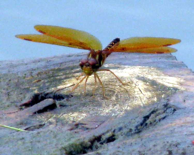 Eastern Amberwing [Perithemis tenera] photographed at Lake Fork Alba, Texas on Jul 5, 2009