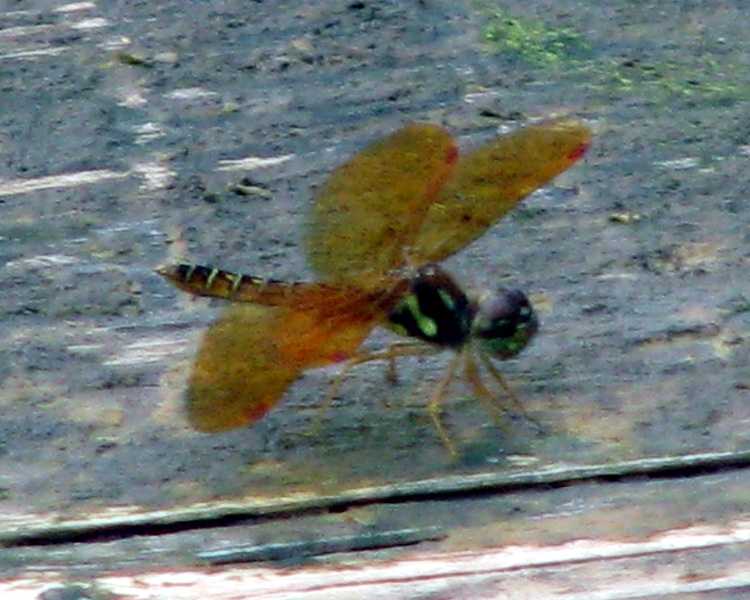 Eastern Amberwing [Perithemis tenera] photographed at Lake Fork Alba, Texas on Jul 5, 2009