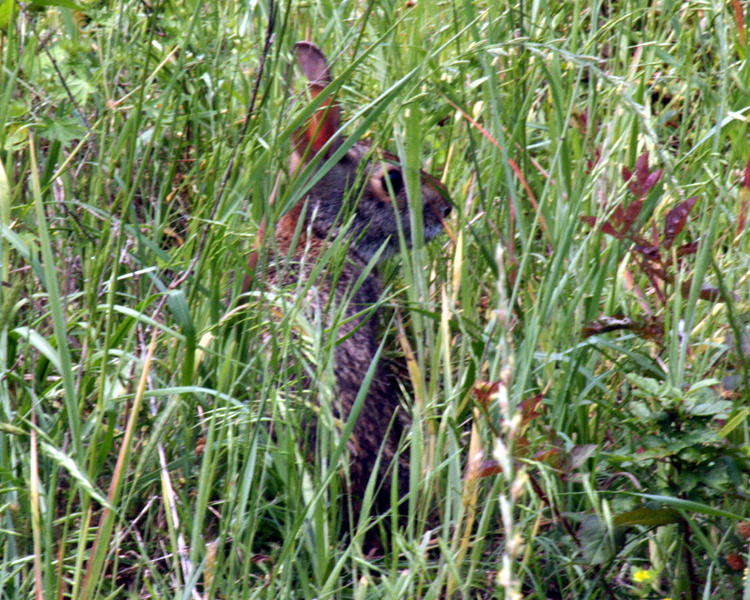 Eastern Cottontail Rabbit [Sylvilagus floridanus] photographed at Lake Fork Alba, Texas on May 9, 2009
