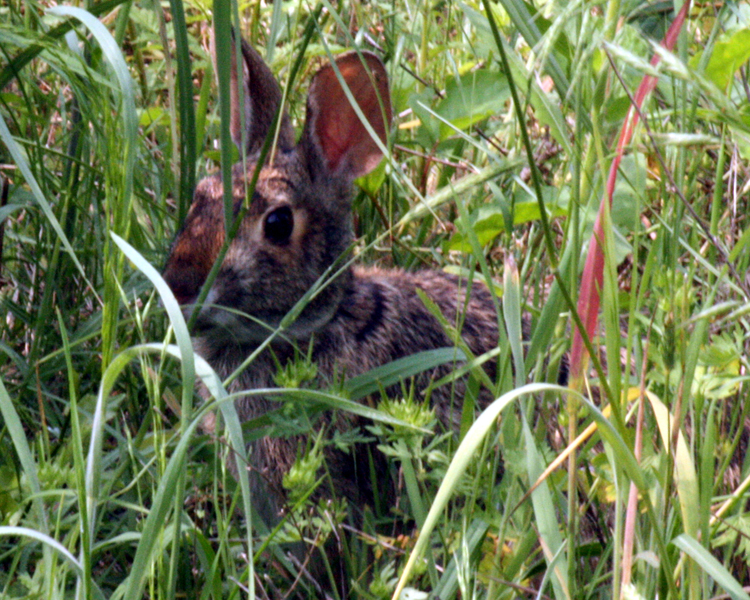 Eastern Cottontail Rabbit [Sylvilagus floridanus] photographed at Mineola Nature Preserve Mineola, Texas on May 9, 2009