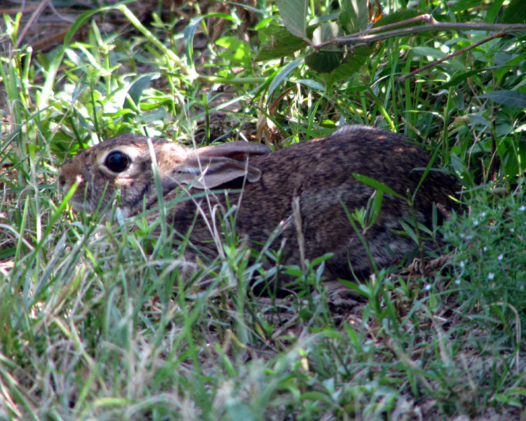Eastern Cottontail Rabbit [Sylvilagus floridanus] photographed at Lake Fork Alba, Texas on May 14, 2009