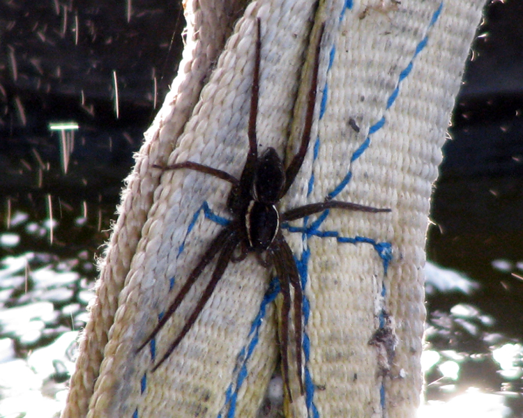 Fishing Spider [Dolomedes triton] photographed at Lake Fork Alba, Texas on Jul 28, 2009
